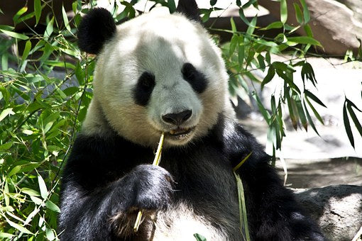 The Amazing Benefits of Bamboo Fabric
