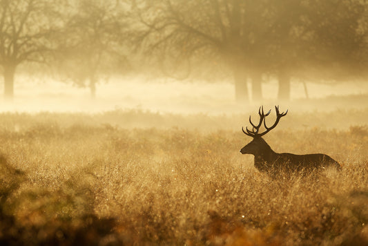 Men's Boxers, Snacks, Ammo: Everything to Bring on a Deer Hunting Trip